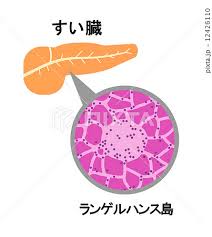 すい臓とランゲルハンス島のイラスト素材 [12426110] - PIXTA